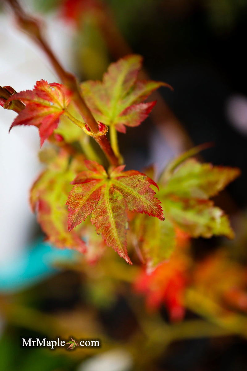 - Acer palmatum 'Climate Change' Japanese Maple - Mr Maple │ Buy Japanese Maple Trees