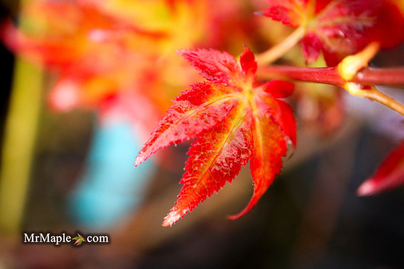- Acer palmatum 'Climate Change' Japanese Maple - Mr Maple │ Buy Japanese Maple Trees