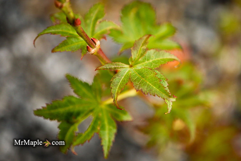 - Acer palmatum 'Climate Change' Japanese Maple - Mr Maple │ Buy Japanese Maple Trees