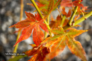 - Acer palmatum 'Climate Change' Japanese Maple - Mr Maple │ Buy Japanese Maple Trees