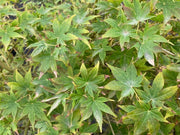 - Acer palmatum 'Climate Change' Japanese Maple - Mr Maple │ Buy Japanese Maple Trees
