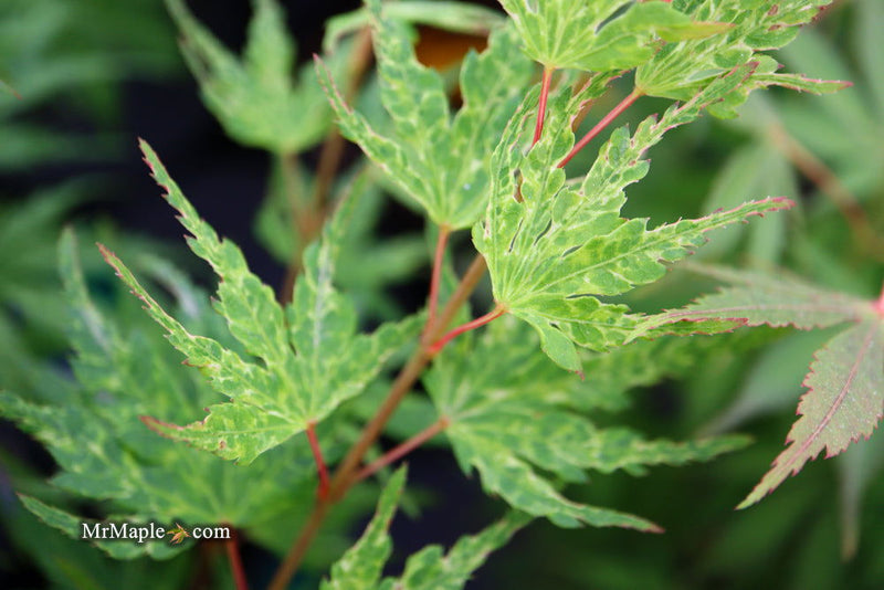 - Acer palmatum 'Cloud of Dragons' Rare Japanese Maple - Mr Maple │ Buy Japanese Maple Trees