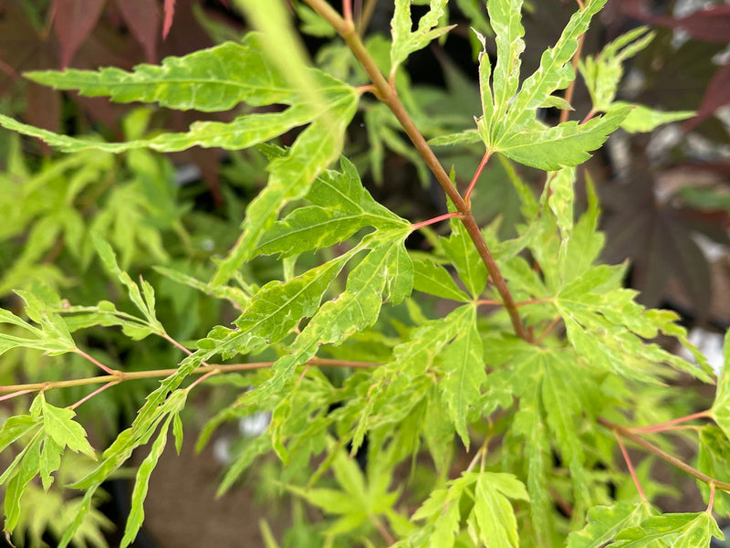 - Acer palmatum 'Cloud of Dragons' Rare Japanese Maple - Mr Maple │ Buy Japanese Maple Trees