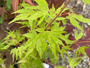 - Acer palmatum 'Cloud of Dragons' Rare Japanese Maple - Mr Maple │ Buy Japanese Maple Trees