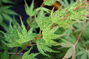 - Acer palmatum 'Cloud of Dragons' Rare Japanese Maple - Mr Maple │ Buy Japanese Maple Trees