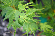- Acer palmatum 'Cloud of Dragons' Rare Japanese Maple - Mr Maple │ Buy Japanese Maple Trees