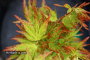 - Acer palmatum 'Cloud of Dragons' Rare Japanese Maple - Mr Maple │ Buy Japanese Maple Trees