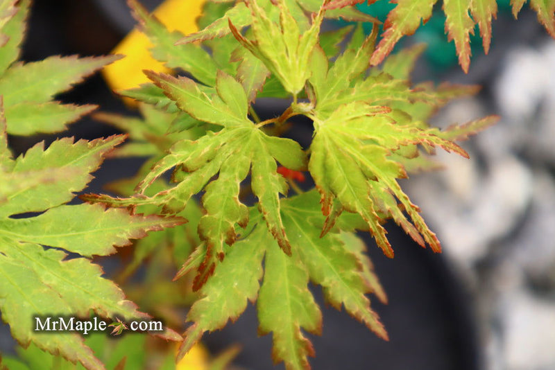 - Acer palmatum 'Cloud of Dragons' Rare Japanese Maple - Mr Maple │ Buy Japanese Maple Trees