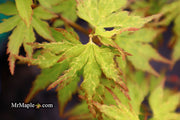 - Acer palmatum 'Cloud of Dragons' Rare Japanese Maple - Mr Maple │ Buy Japanese Maple Trees