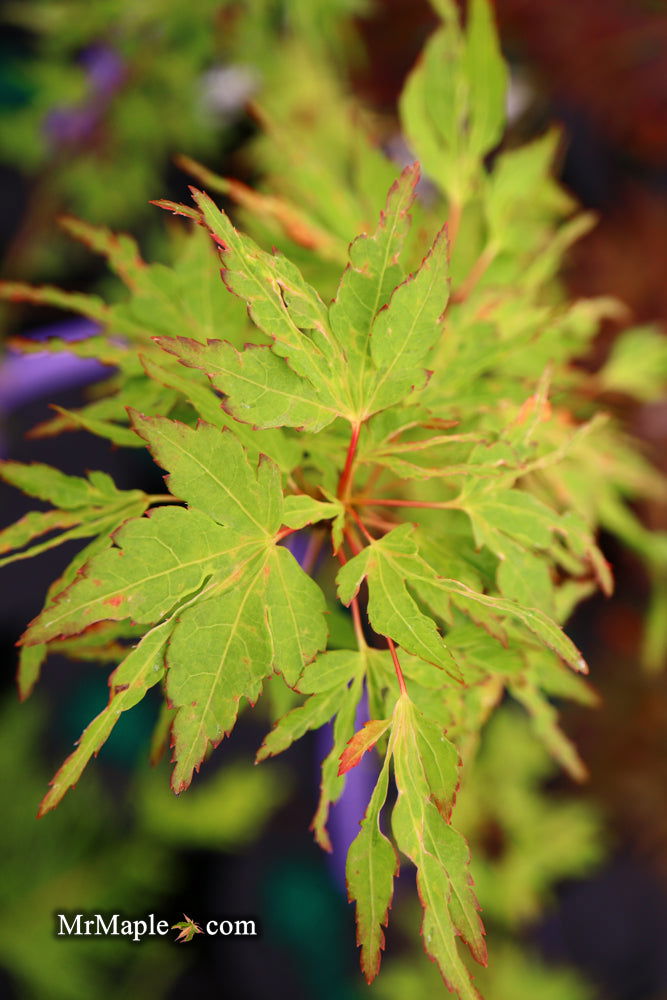 - Acer palmatum 'Cloud of Dragons' Rare Japanese Maple - Mr Maple │ Buy Japanese Maple Trees