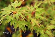 - Acer palmatum 'Cloud of Dragons' Rare Japanese Maple - Mr Maple │ Buy Japanese Maple Trees