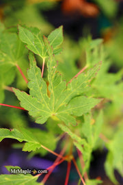 - Acer palmatum 'Cloud of Dragons' Rare Japanese Maple - Mr Maple │ Buy Japanese Maple Trees