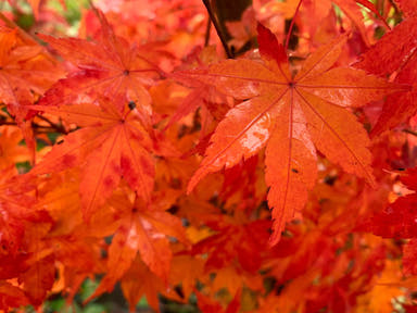 - Acer palmatum 'Columnar' Japanese Maple - Mr Maple │ Buy Japanese Maple Trees