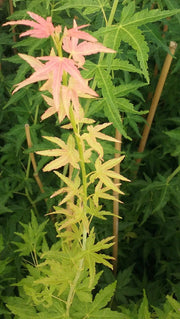 - Acer palmatum 'Columnar' Japanese Maple - Mr Maple │ Buy Japanese Maple Trees