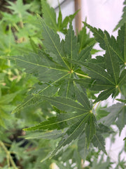 - Acer palmatum 'Columnar' Japanese Maple - Mr Maple │ Buy Japanese Maple Trees