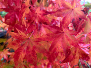 - Acer palmatum 'Columnar' Japanese Maple - Mr Maple │ Buy Japanese Maple Trees