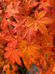 - Acer palmatum 'Columnar' Japanese Maple - Mr Maple │ Buy Japanese Maple Trees