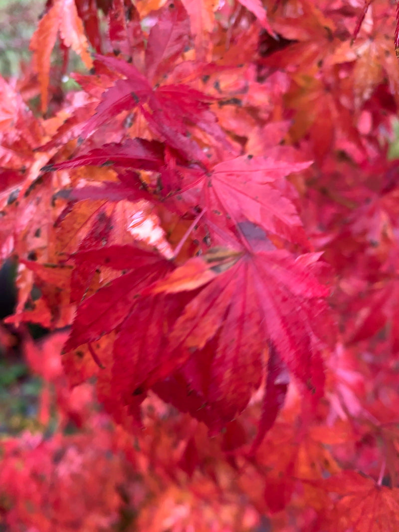 - Acer palmatum 'Columnar' Japanese Maple - Mr Maple │ Buy Japanese Maple Trees