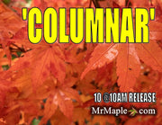 - Acer palmatum 'Columnar' Japanese Maple - Mr Maple │ Buy Japanese Maple Trees