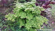 - Acer palmatum 'Coonara Pygmy' Dwarf Japanese Maple - Mr Maple │ Buy Japanese Maple Trees