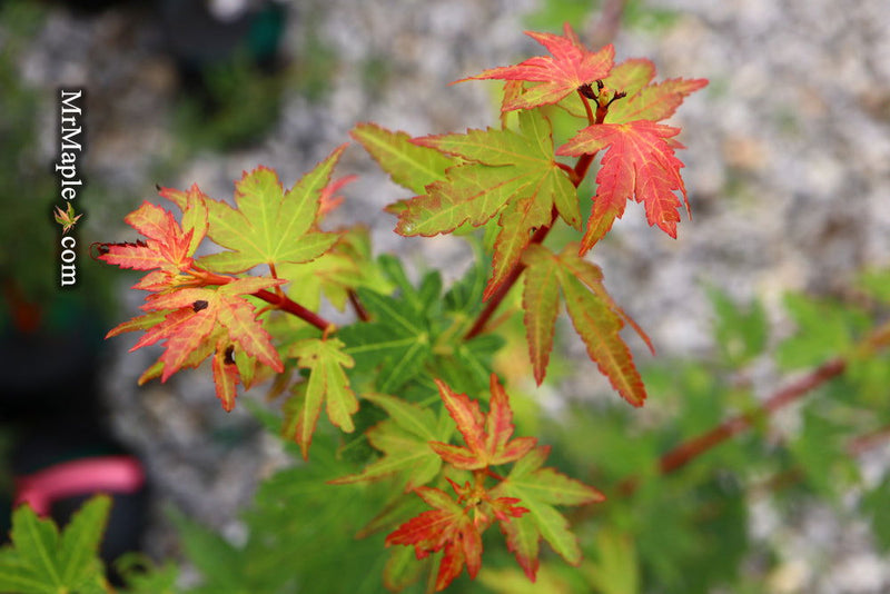 - Acer palmatum 'Coonara Pygmy' Dwarf Japanese Maple - Mr Maple │ Buy Japanese Maple Trees