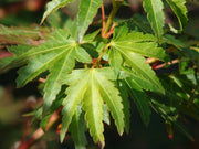 - Acer palmatum 'Coonara Pygmy' Dwarf Japanese Maple - Mr Maple │ Buy Japanese Maple Trees