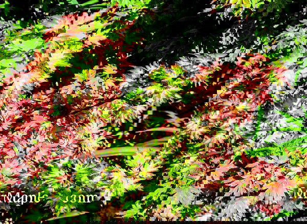 - Acer palmatum 'Coonara Pygmy' Dwarf Japanese Maple - Mr Maple │ Buy Japanese Maple Trees