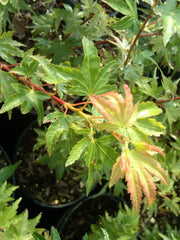- Acer palmatum 'Coonara Pygmy' Dwarf Japanese Maple - Mr Maple │ Buy Japanese Maple Trees