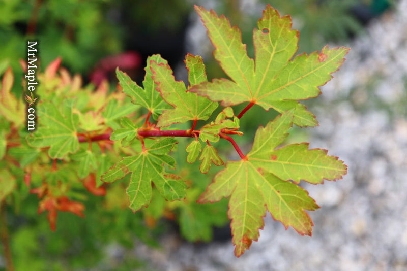 - Acer palmatum 'Coonara Pygmy' Dwarf Japanese Maple - Mr Maple │ Buy Japanese Maple Trees