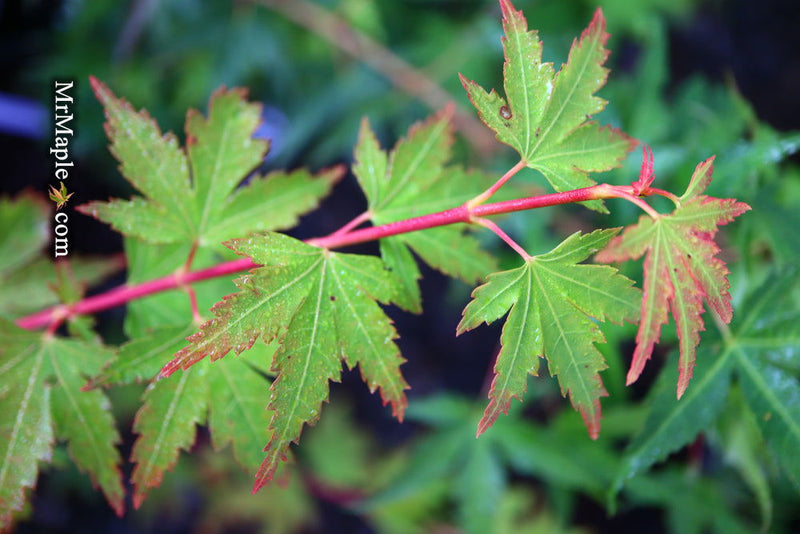 - Acer palmatum 'Coonara Pygmy' Dwarf Japanese Maple - Mr Maple │ Buy Japanese Maple Trees
