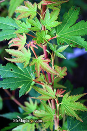 - Acer palmatum 'Coonara Pygmy' Dwarf Japanese Maple - Mr Maple │ Buy Japanese Maple Trees