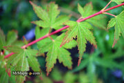 - Acer palmatum 'Coonara Pygmy' Dwarf Japanese Maple - Mr Maple │ Buy Japanese Maple Trees