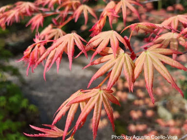 - Acer palmatum 'Coral Magic' Pink Japanese Maple - Mr Maple │ Buy Japanese Maple Trees