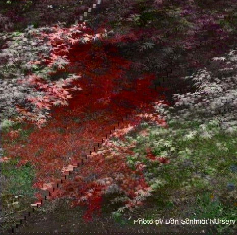 - Acer palmatum 'Coral Magic' Pink Japanese Maple - Mr Maple │ Buy Japanese Maple Trees