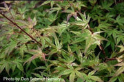 - Acer palmatum 'Coral Magic' Pink Japanese Maple - Mr Maple │ Buy Japanese Maple Trees