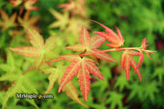 - Acer palmatum 'Coral Magic' Pink Japanese Maple - Mr Maple │ Buy Japanese Maple Trees