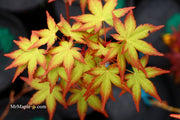 - Acer palmatum 'Coral Magic' Pink Japanese Maple - Mr Maple │ Buy Japanese Maple Trees