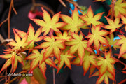 - Acer palmatum 'Coral Magic' Pink Japanese Maple - Mr Maple │ Buy Japanese Maple Trees