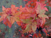 - Acer palmatum 'Coral Pink' Japanese Maple - Mr Maple │ Buy Japanese Maple Trees