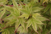 - Acer palmatum 'Coral Pink' Japanese Maple - Mr Maple │ Buy Japanese Maple Trees