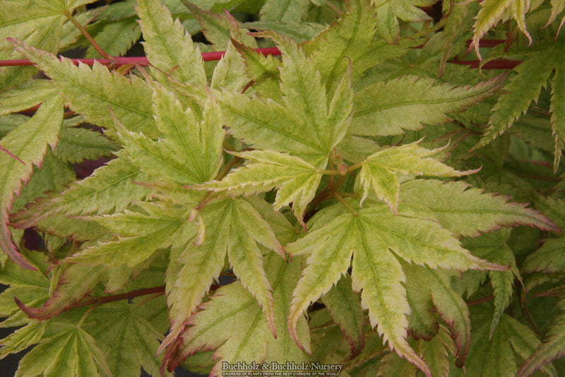 - Acer palmatum 'Coral Pink' Japanese Maple - Mr Maple │ Buy Japanese Maple Trees