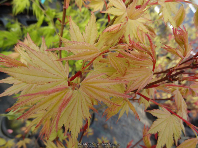 - Acer palmatum 'Coral Pink' Japanese Maple - Mr Maple │ Buy Japanese Maple Trees