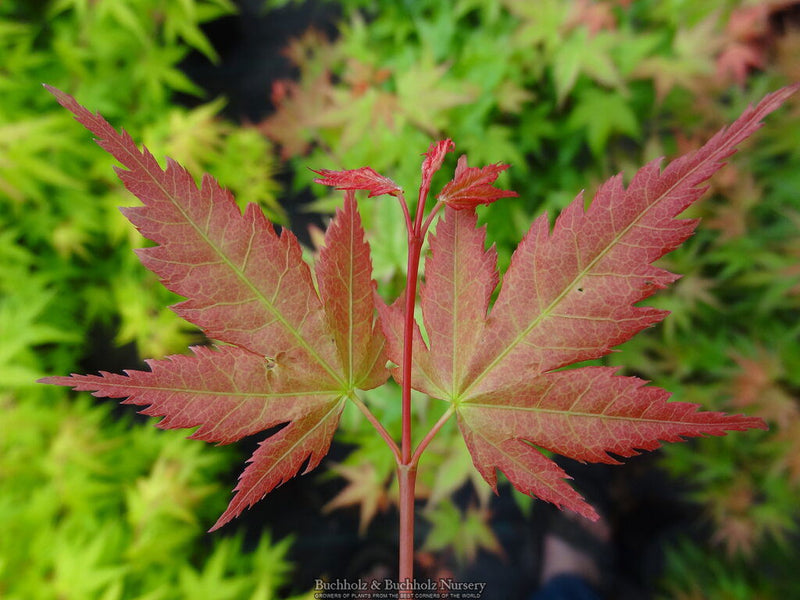- Acer palmatum 'Coral Pink' Japanese Maple - Mr Maple │ Buy Japanese Maple Trees