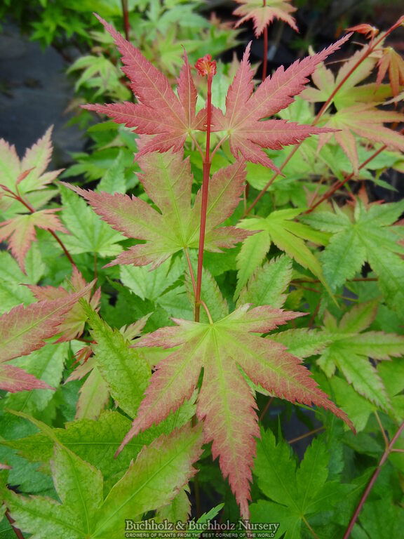 - Acer palmatum 'Coral Pink' Japanese Maple - Mr Maple │ Buy Japanese Maple Trees