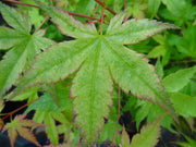 - Acer palmatum 'Coral Pink' Japanese Maple - Mr Maple │ Buy Japanese Maple Trees