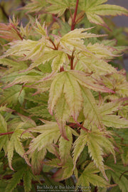 - Acer palmatum 'Coral Pink' Japanese Maple - Mr Maple │ Buy Japanese Maple Trees