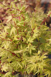 - Acer palmatum 'Coral Pink' Japanese Maple - Mr Maple │ Buy Japanese Maple Trees