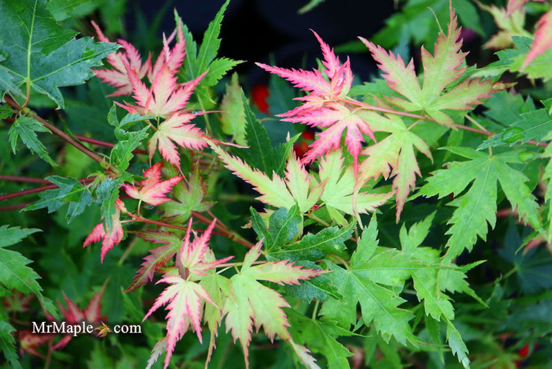- Acer palmatum 'Coral Pink' Japanese Maple - Mr Maple │ Buy Japanese Maple Trees