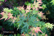 - Acer palmatum 'Coral Pink' Japanese Maple - Mr Maple │ Buy Japanese Maple Trees