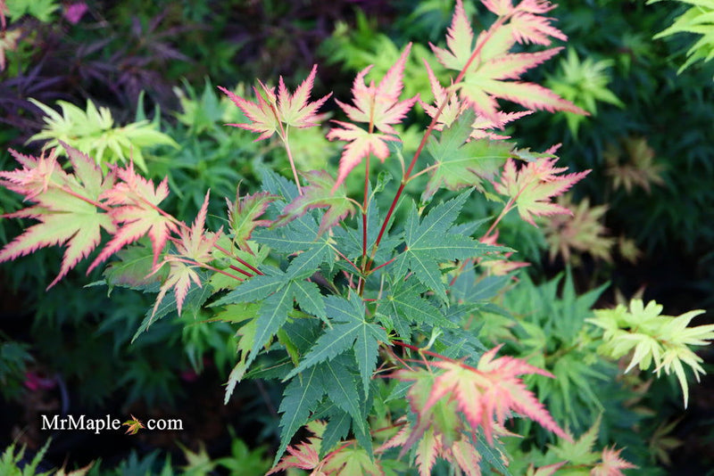 - Acer palmatum 'Coral Pink' Japanese Maple - Mr Maple │ Buy Japanese Maple Trees